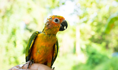 Beautiful pet parrots are staring with big eyes.