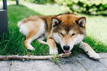 A shiba inu dog laying on the grass outdoor playing with the stick