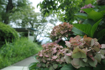 夏、あじさい、緑、花、影、蝶