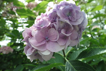 夏、あじさい、緑、花、影、蝶