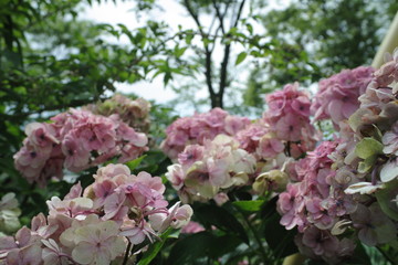 夏、あじさい、緑、花、影、蝶