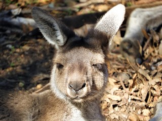 Kangaroos in the wild Western Australia