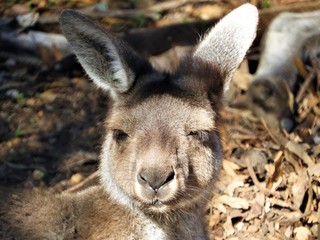 Kangaroos in the wild Western Australia