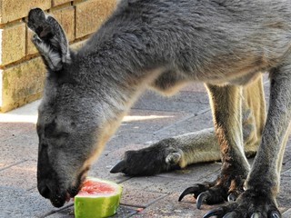 Kangaroos in the wild Western Australia