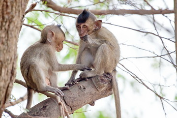 可愛いサル　