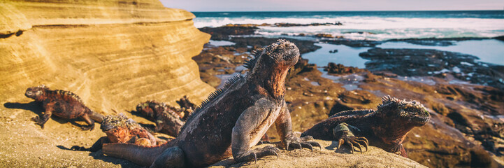 Galapagos Iguana lying in the sun on rock. Marine iguana is an endemic species in Galapagos Islands...
