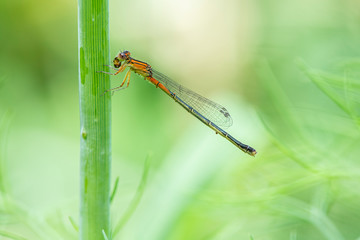 An orange bluet damselfly rests on a stem with its prey.