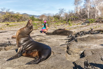Galapagos Sea Lion and marine iguanas and wildlife nature photographer tourist on Galapagos Islands...