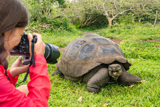 Wildlife photographer and tourist on Galapagos Islands photographing Giant Tortoise. Animals wildlife funny photo of tortoise in the highlands, Santa Cruz Island, Galapagos, Ecuador, South America