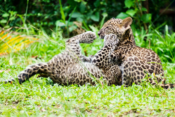 baby leopard in wildlife breeding station.