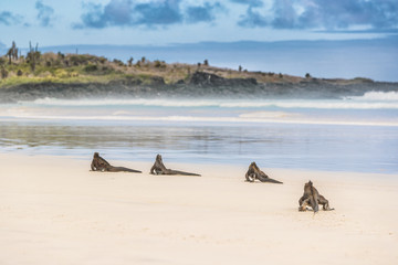 Galapagos Marine Iguana walking on Tortuga bay. Many Marine iguanas on beach on Santa Cruz Island,...