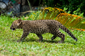 baby leopard in wildlife breeding station.