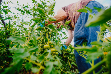 Naklejka premium women working in agriculture