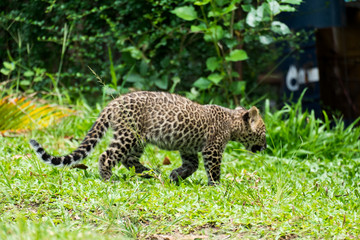 baby leopard in wildlife breeding station.