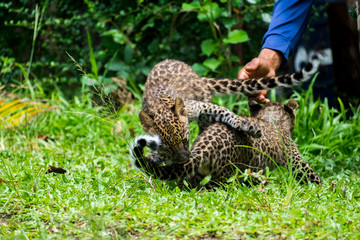 baby leopard in wildlife breeding station.