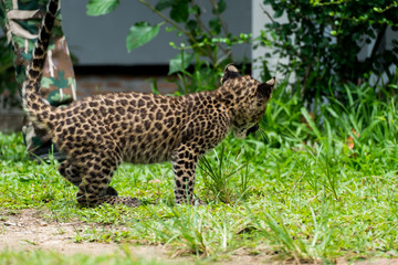 baby leopard in wildlife breeding station.
