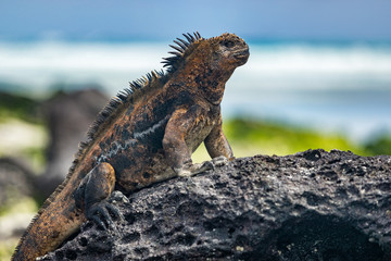 Obraz premium Galapagos Iguana heating itself in the sun resting on rock on Tortuga bay beach, Santa Cruz Island. Marine iguana is an endemic species in Galapagos Islands Animals, wildlife and nature of Ecuador.