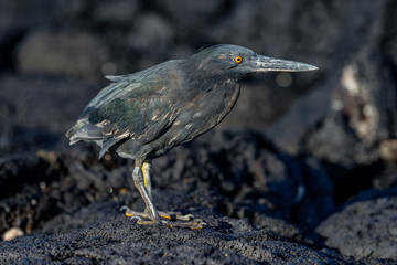 Lava heron aka Galapagos heron on Galapagos Islands foraging and catching and eating food on...