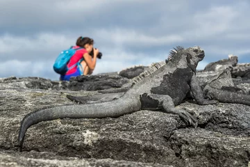 Foto op Canvas Galapagos tourist photographer taking photos of Marine Iguanas on Fernandina Island, Espinoza Point. Amazing wildlife, nature and animals on Galapagos Islands, Ecuador, South America. © Maridav