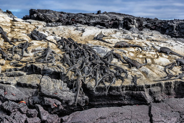Galapagos marine iguanas sleeping on volcanic rock of Fernandina island in the Islas galapagos. Many small iguana animals resting. Pristine wildlife on Galapagos Islands