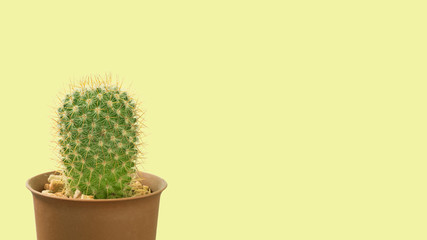 Cactus, desert plant