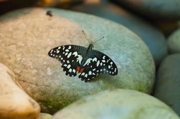 colorful butterfly sitting on gray stones macro