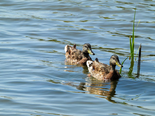 Two Ducks in a Row on Assawoman Bay in Ocean City, Maryland