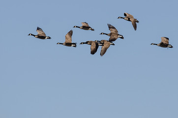 Flock of Canada Geese Flying in a Blue Sky