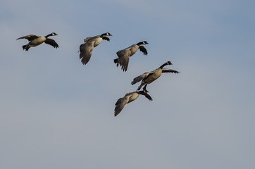 Flock of Canada Geese Coming in for Landing in a Blue Sky