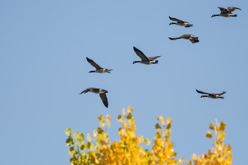 Flock of Canada Geese Flying Past a Golden Autumn Tree