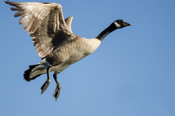 Lone Canada Goose Flying in a Blue Sky