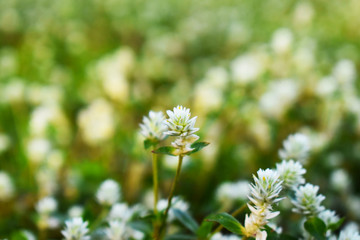white flowers in the garden