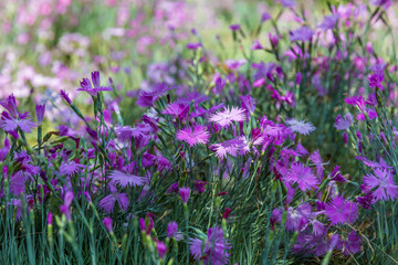 Fototapeta premium Outdoor blooming pink carnation flowers and green leaves，Dianthus chinensis L.