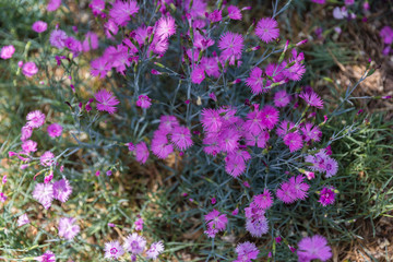 Obraz premium Outdoor blooming pink carnation flowers and green leaves，Dianthus chinensis L.