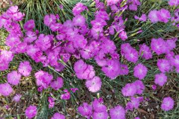 Obraz premium Outdoor blooming pink carnation flowers and green leaves，Dianthus chinensis L.