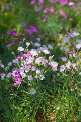 Outdoor blooming pink carnation flowers and green leaves，Dianthus chinensis L.
