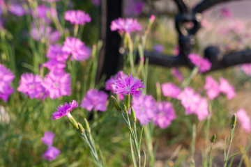 Outdoor blooming pink carnation flowers and green leaves，Dianthus chinensis L.