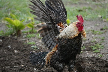 gallos parque la paloma