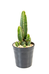 Small cactus in pot onwhite background