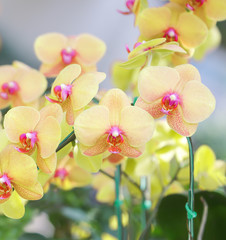 Pink orchid flowers