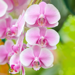 Fototapeta na wymiar Close-up of pink orchid phalaenopsis colorful background