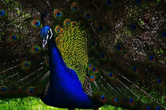 pavo cristattus pavo real parque la paloma benalmadena malaga 
