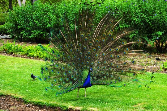 pavo cristattus pavo real parque la paloma benalmadena malaga 