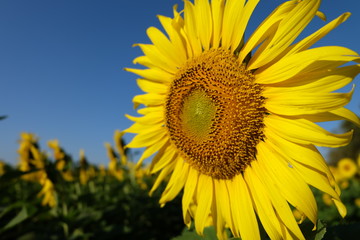 Fototapeta premium sunflower