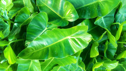 Abstract background of big green bright leaves.