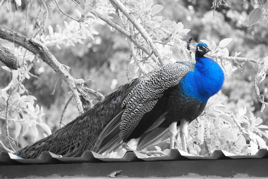 pavo cristattus pavo real parque la paloma benalmadena malaga resalte color azul