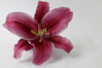 Obraz na płótnie Canvas Close up Single Red Lily Flower on White Background