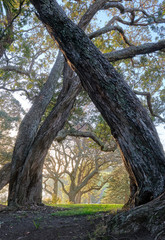 Golden morning light in Dove Myer Robimson Park in Auckland New Zealand