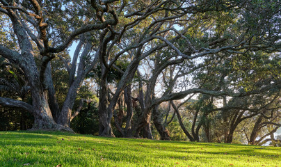 Obraz premium Golden morning light in Dove Myer Robimson Park in Auckland New Zealand