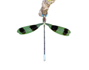 Image of dragonflies (Orolestes octomaculatus) isolated on white background. Insect. Animals.